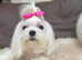 21 month Male Maltese and 5 year Female Maltese