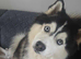 Pomsky Litter F3