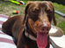 Mini dachshund boy needing a forever home