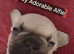 LITTER OF BEAUTIFUL FRENCH BULLDOGS KC REG
