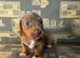Ready to leave Sunday dachshund puppies