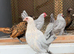 Porcelain sable poot bantams