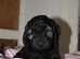 Gorgeous Schnocker puppies