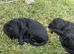 Beautiful Cockapoo Puppies – 2 Boys & 2 Girls We are delighted to offer our gorgeous litter of 6 Cockapoo puppies looking for their forever homes.