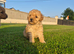 Poodle pups for sale