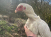 Aseel chicks