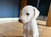 Lurcher puppie 1 boys left ready now!!!