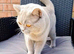 Lilac BSH girl
