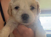 Maltese x bichon healthy beautiful puppies