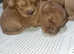 Kc reg cocker spaniel male for stud