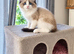Ragdoll Bicollor male kittens