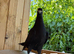 Beautiful Afghan pigeons