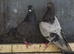 Birmingham Roller Pigeons