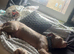 Wanted a pal to join family