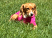 Margot, 9-Month Old Female Working Cocker Spaniel