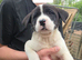 ( 1 GIRL LEFT) 9 beautiful akita x puppies for sale
