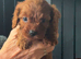 Cavapoos ready to reserve