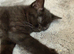 Adorable BSH for sale