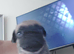 Frug pups