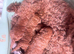 Red Cavapoos