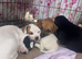 Jack Russell x French bulldog puppies for sale