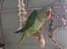 Female Alexandrine dna proven