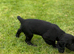 Puppy 1 boy