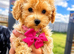 Beautiful Toy Poodle Puppies !!READY NOW!!