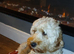 F2 cockapoo puppies