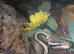 Beautiful mojave yellow belly