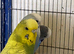 5 Budgies for sale