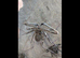 Giant Tailless Whip Scorpion (Damon johnstonii) at Birmingham Reptiles