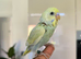 Hamdreared baby budgie
