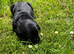 Beautiful lab puppies