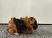 1 male Abyssinian baby