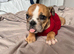 I have one English bull dog
