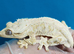 Lily white gecko with viv