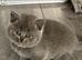 Beautiful Scottish Fold & Straight Kittens, Tica Registered