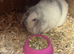 Mini lops males and female