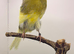 Lancashire canary male