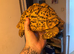 Male and female leopard tortoises