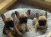 French Bulldog pups