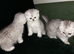 Fluffy Scottish folds