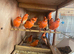 Red factor canaries in East Sussex