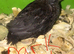SEXED QUAILS/CHINESE PAINTED BUTTONS !