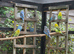 X20 Budgies for sale