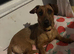 Dachshund x Lakeland terrier