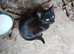 Beautiful, friendly, pkayful little boy kittens