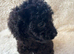 CAVAPOO PUPPiES