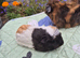 Beautiful Baby Guinea Pig Sows